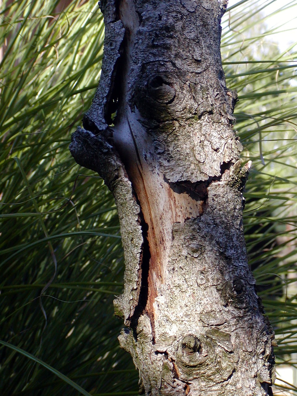 tree old bark free photo