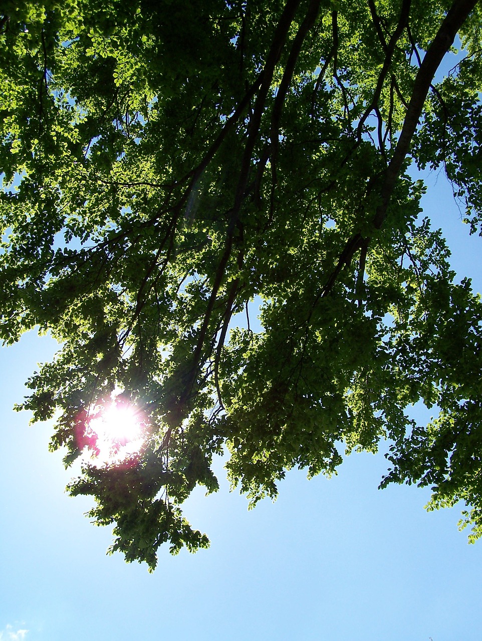 tree leaves sky free photo