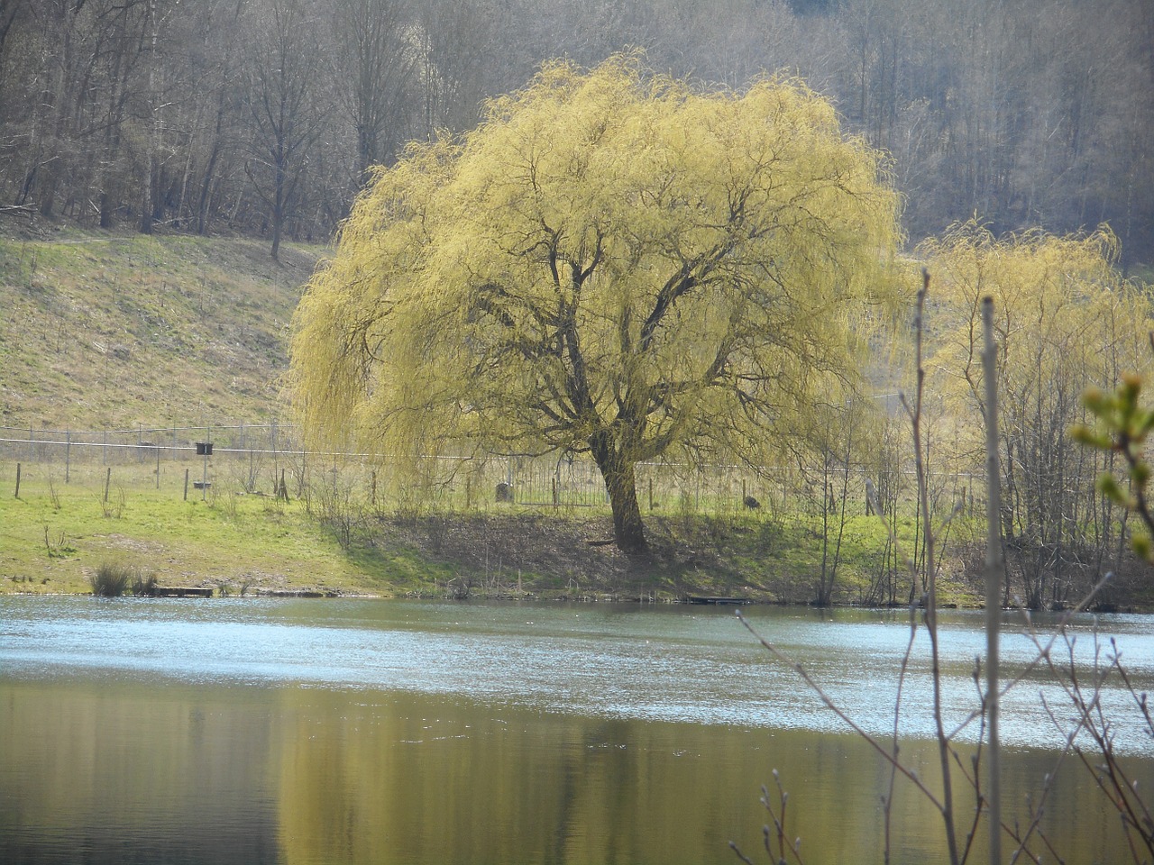 pond landscape water free photo