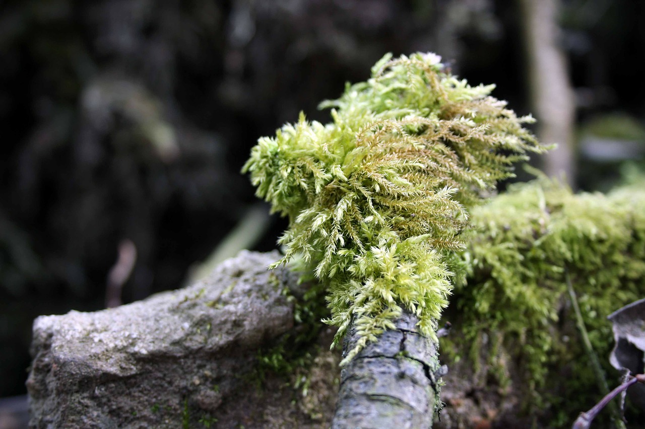 tree nature wood free photo