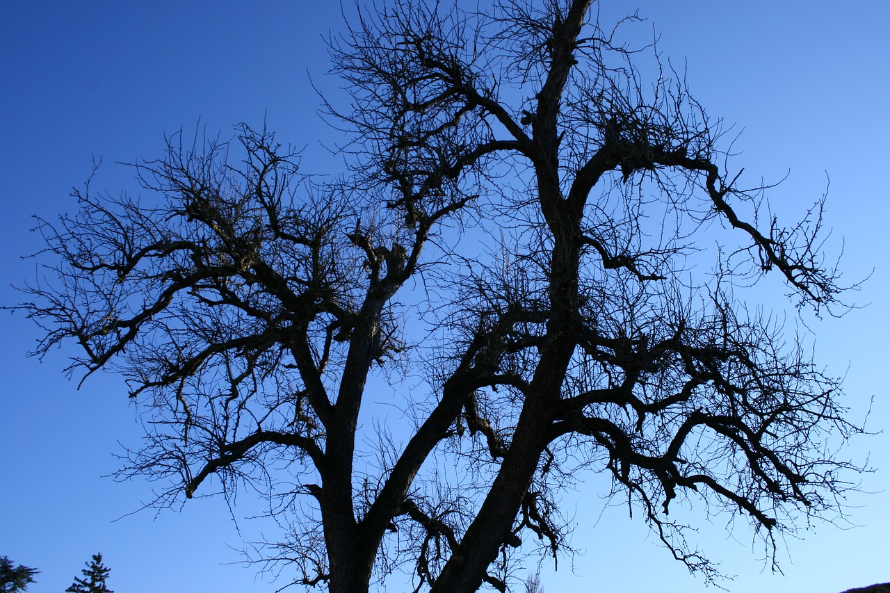 tree branch sky free photo