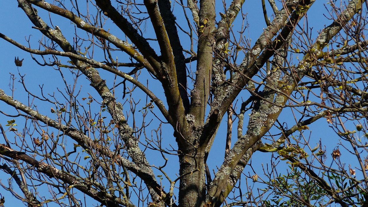 tree sky kahl free photo