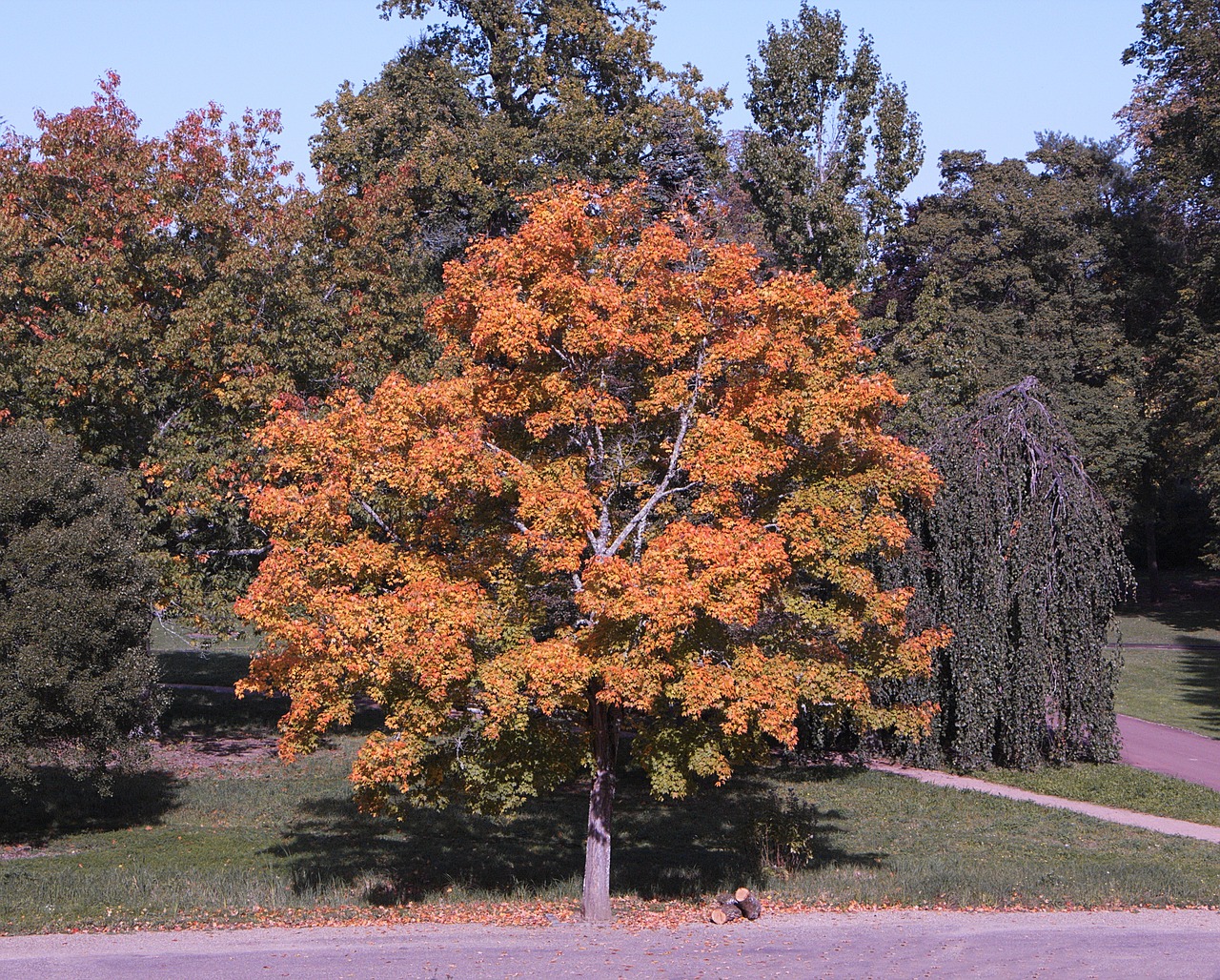 tree fall colors free photo
