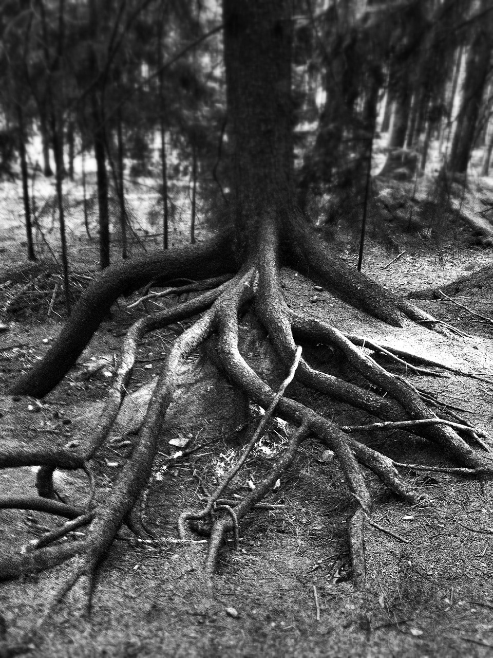 tree nature roots free photo