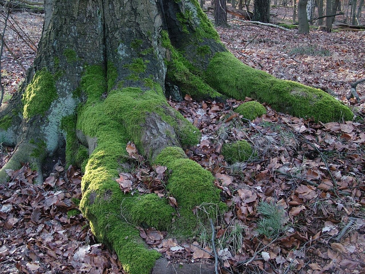 tree root moss free photo