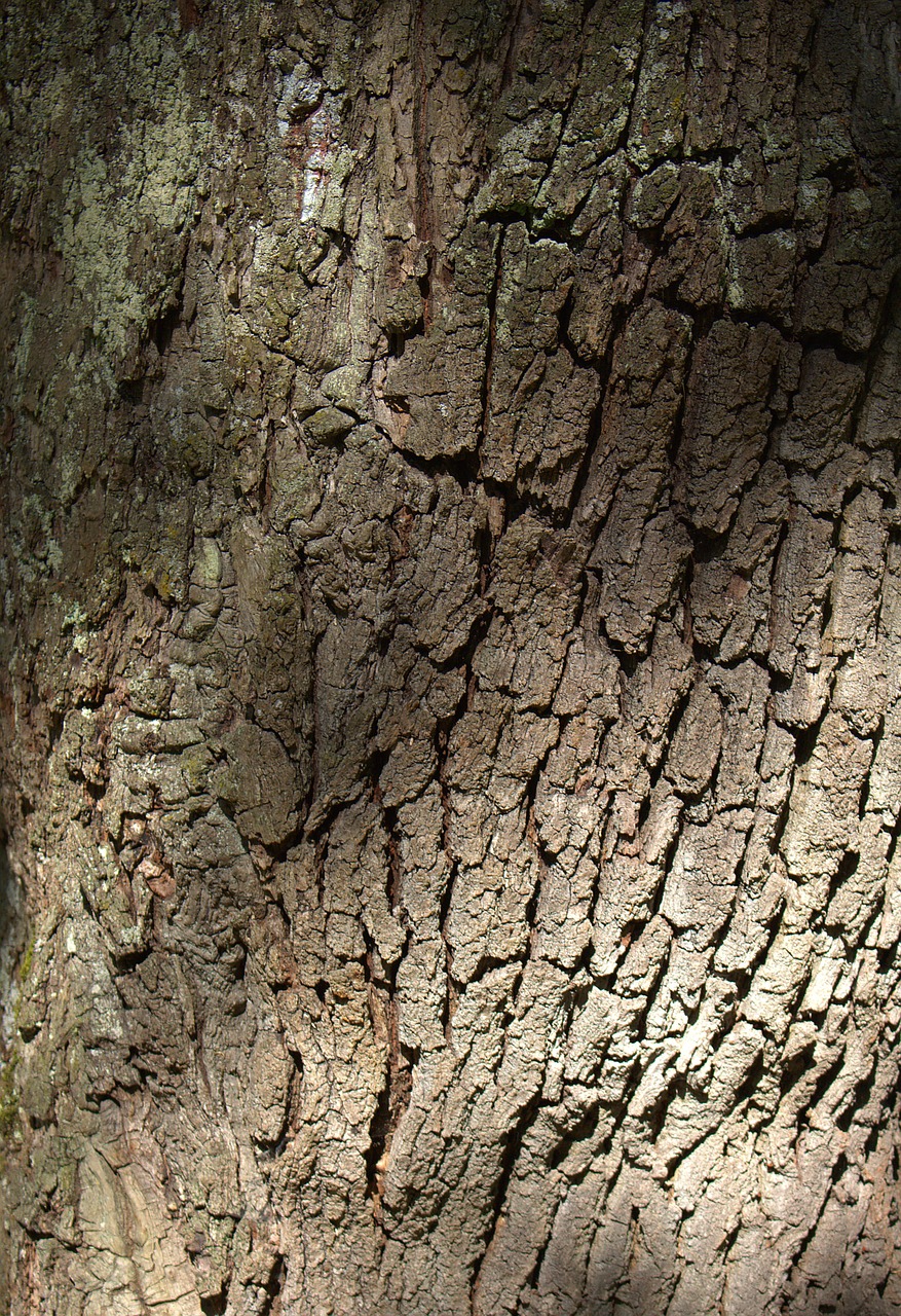 tree bark nature free photo