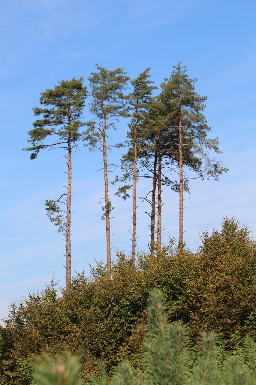 tree foliage landscape free photo