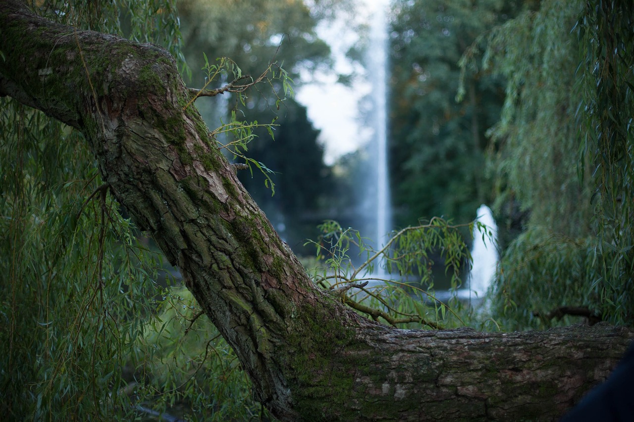 tree forest summer free photo