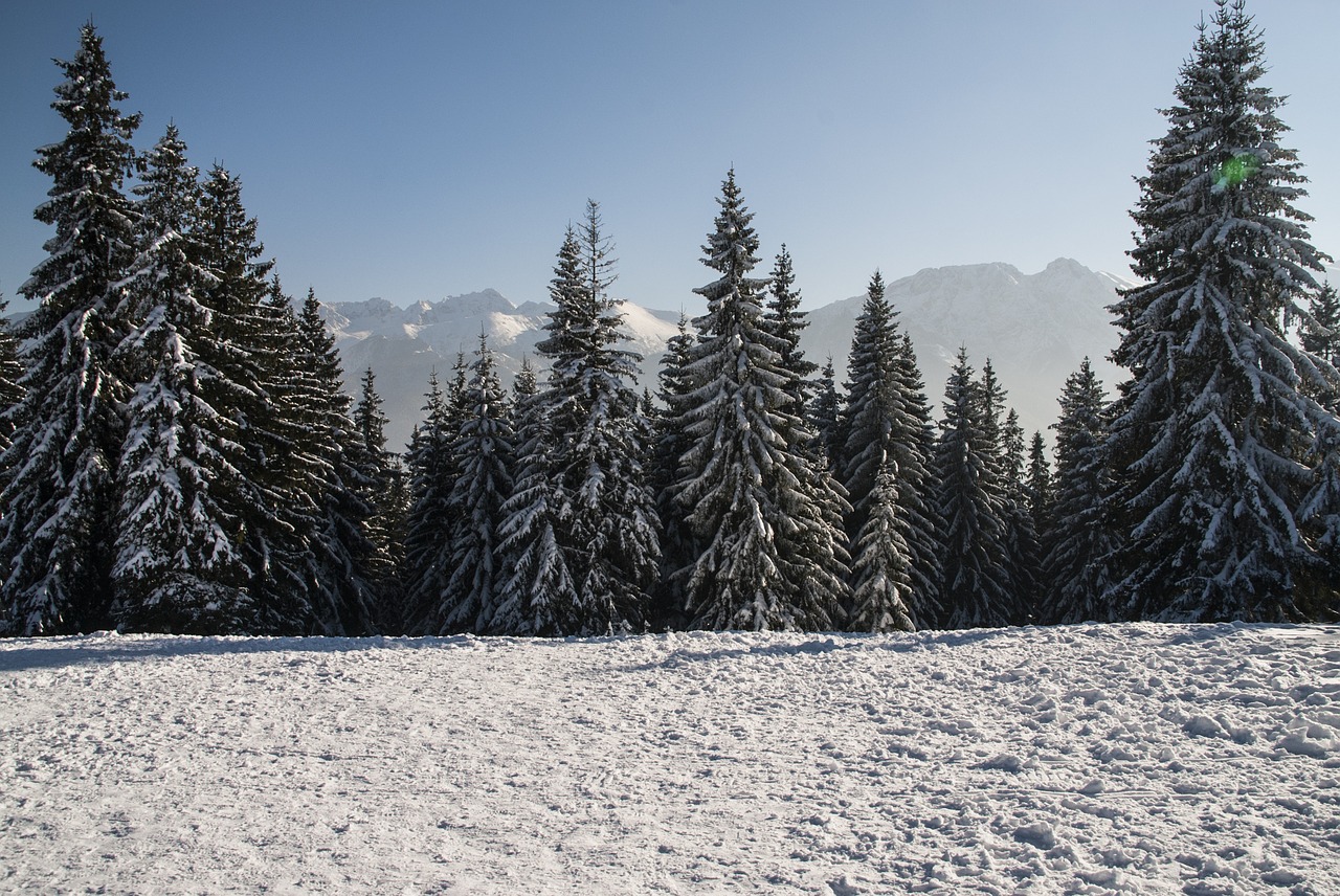 tree winter snow on the tree free photo