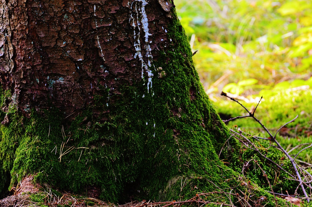 tree moss wood free photo