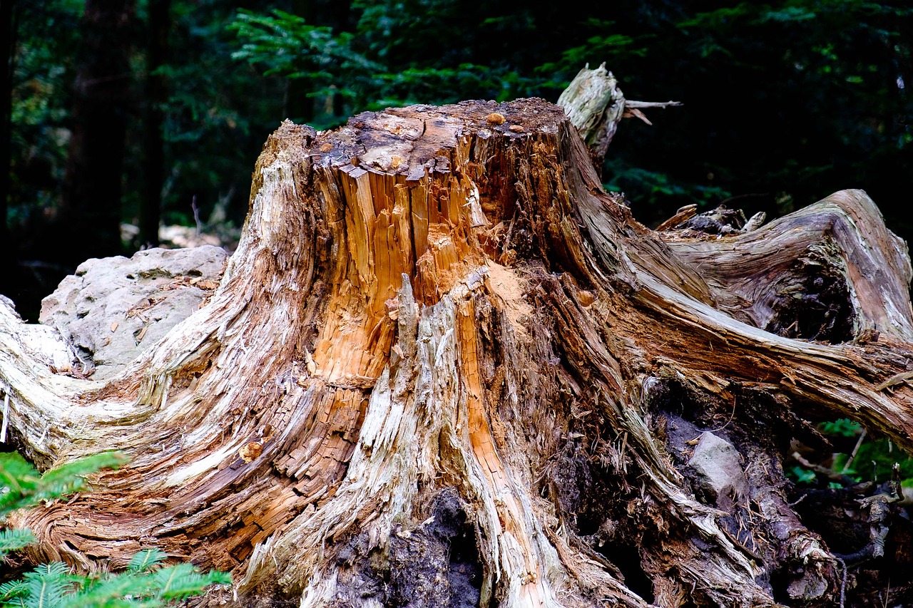 tree forest nature free photo