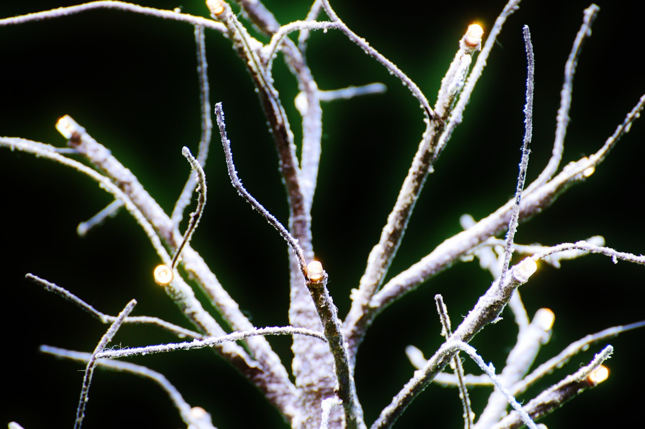 tree aesthetic winter free photo