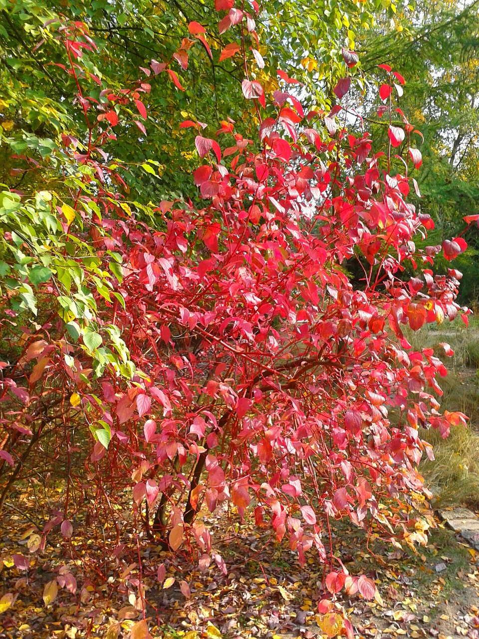 tree foliage green free photo