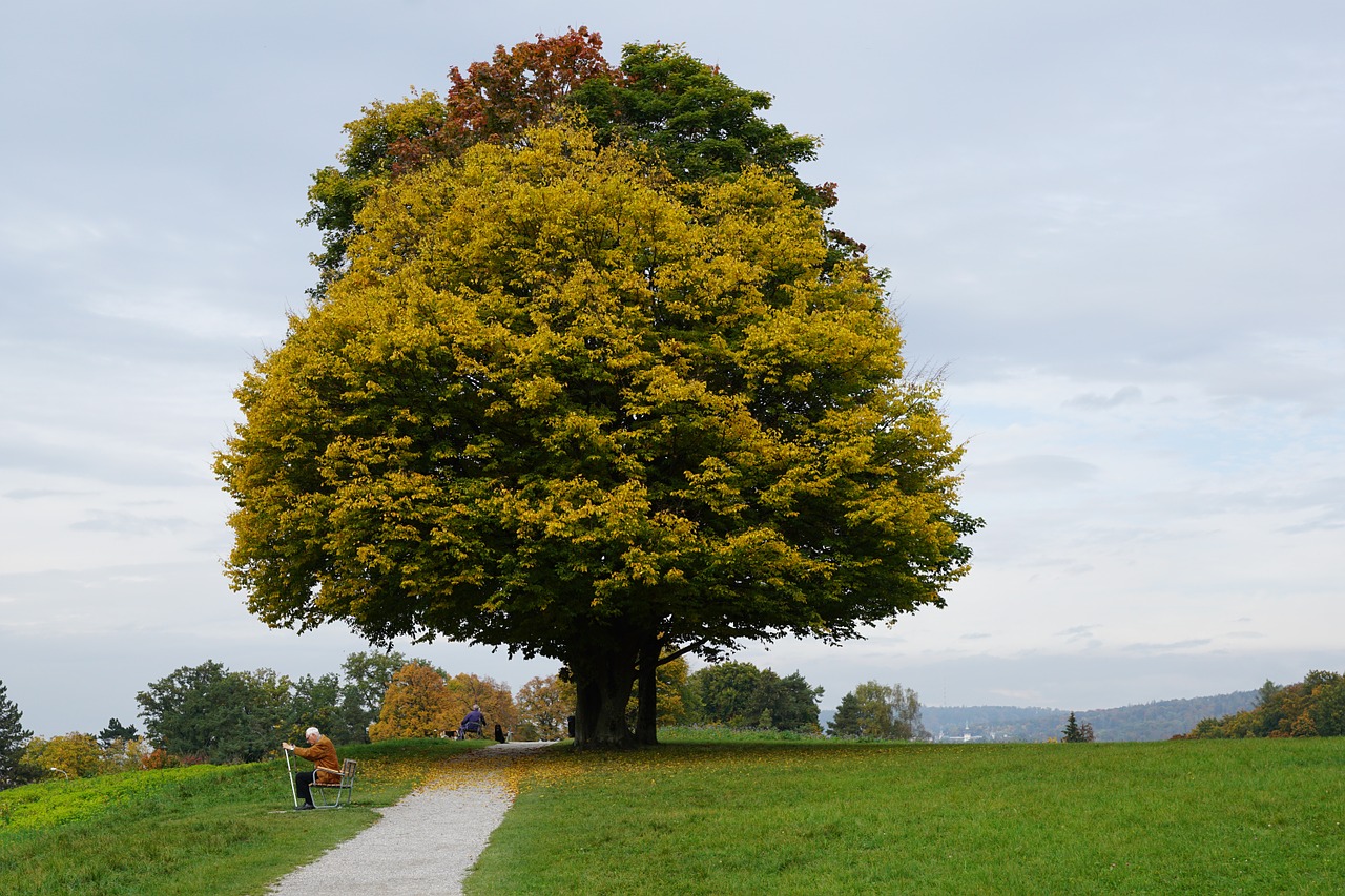 tree meadow autumn free photo