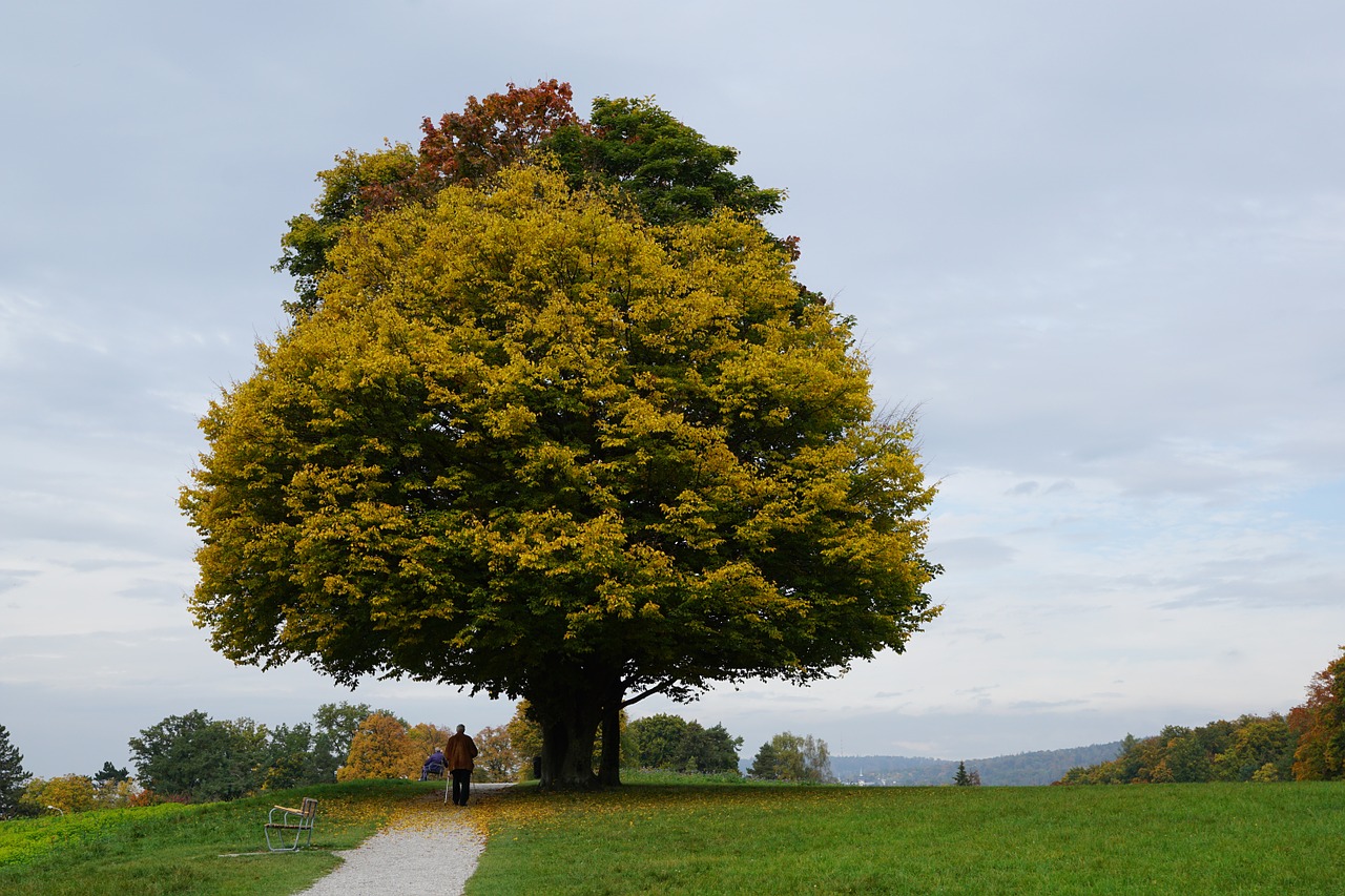 tree autumn mood free photo