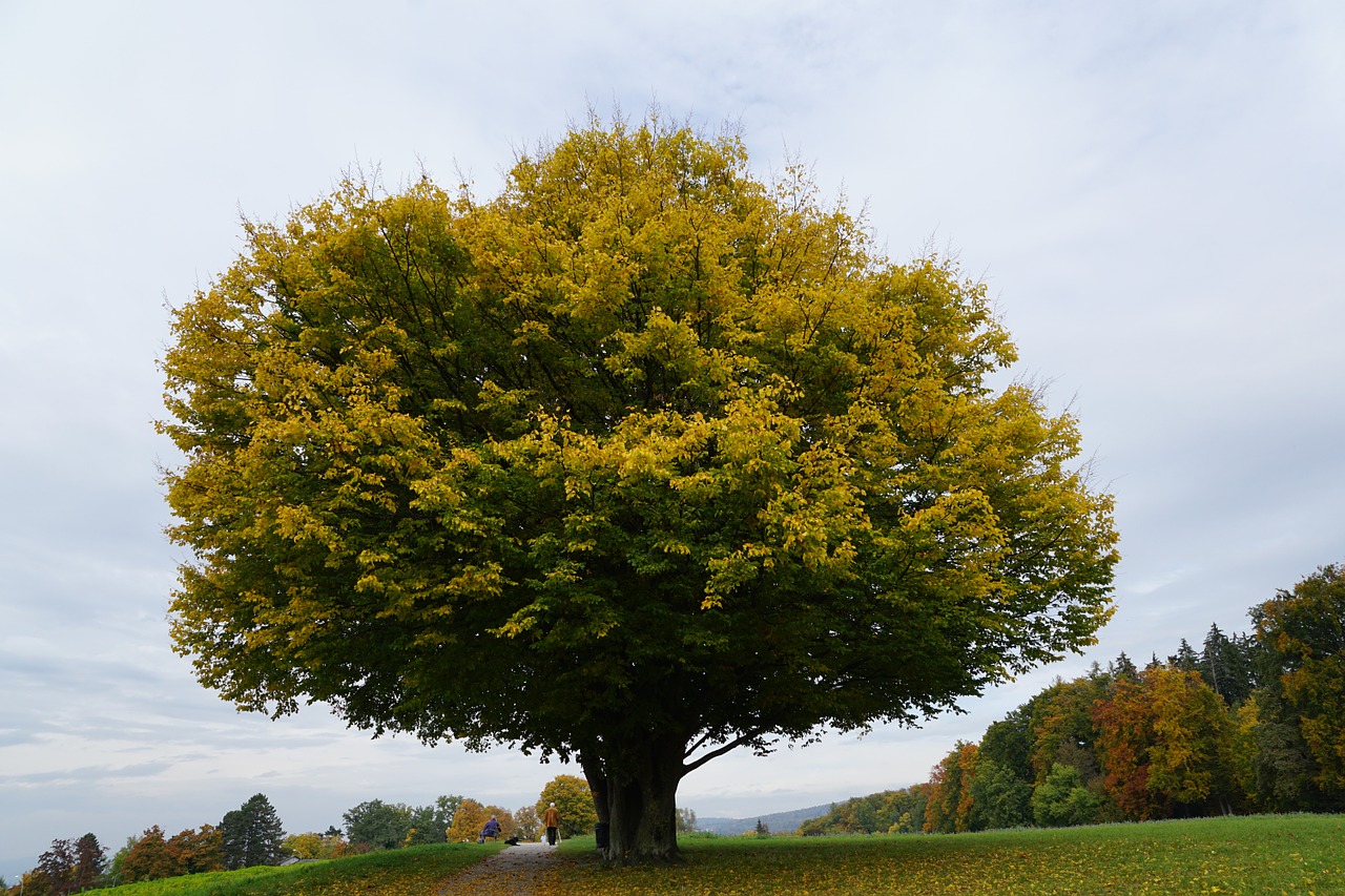 tree meadow autumn free photo