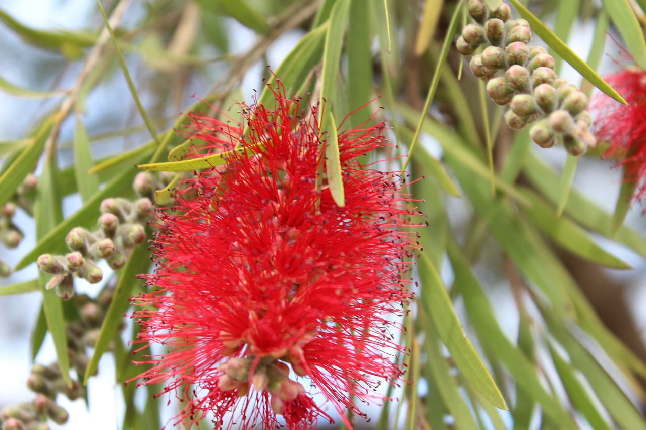 bottlebrush tree flower red free photo