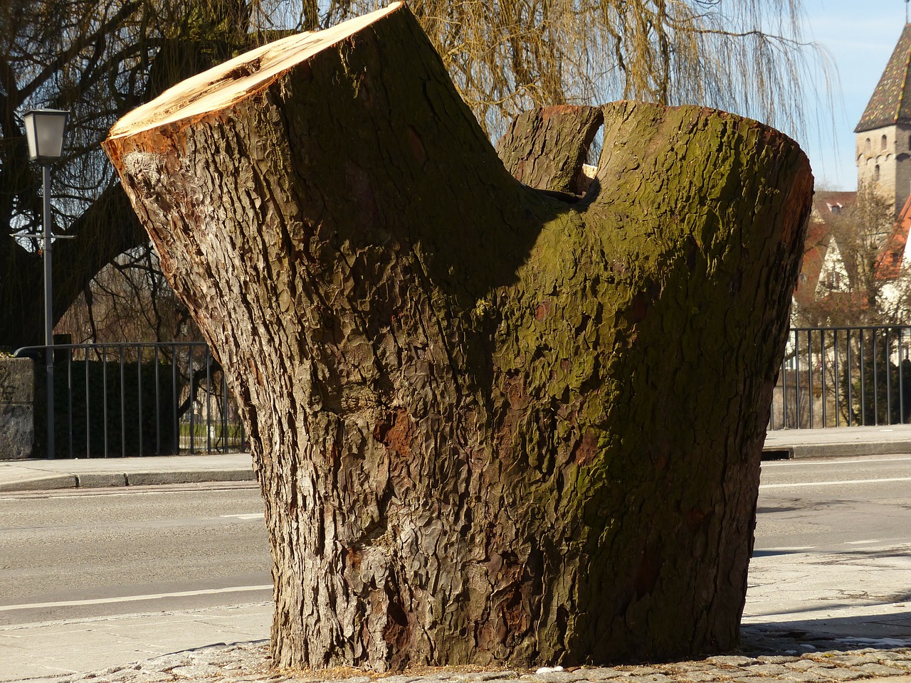 tree tree stump sawed off free photo