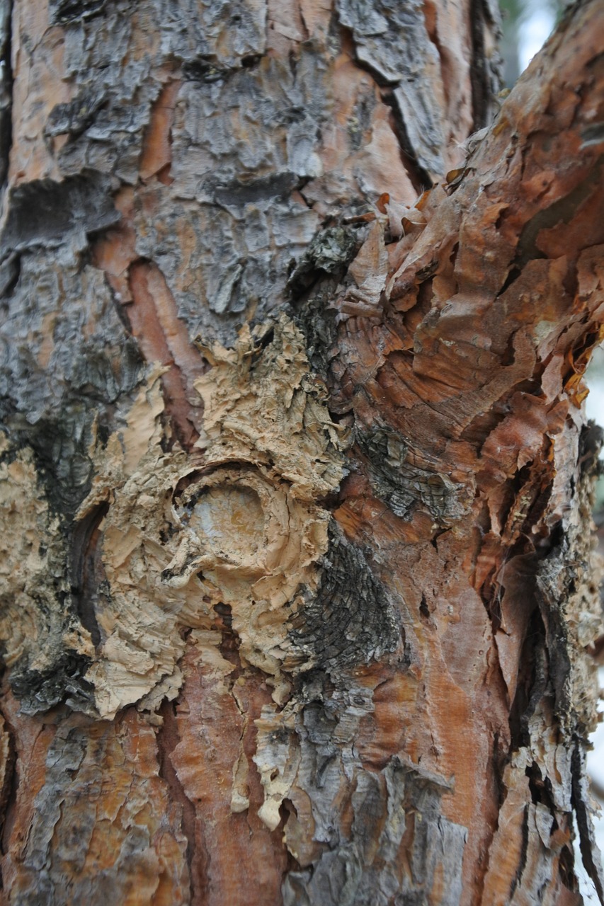 tree spruce abies free photo