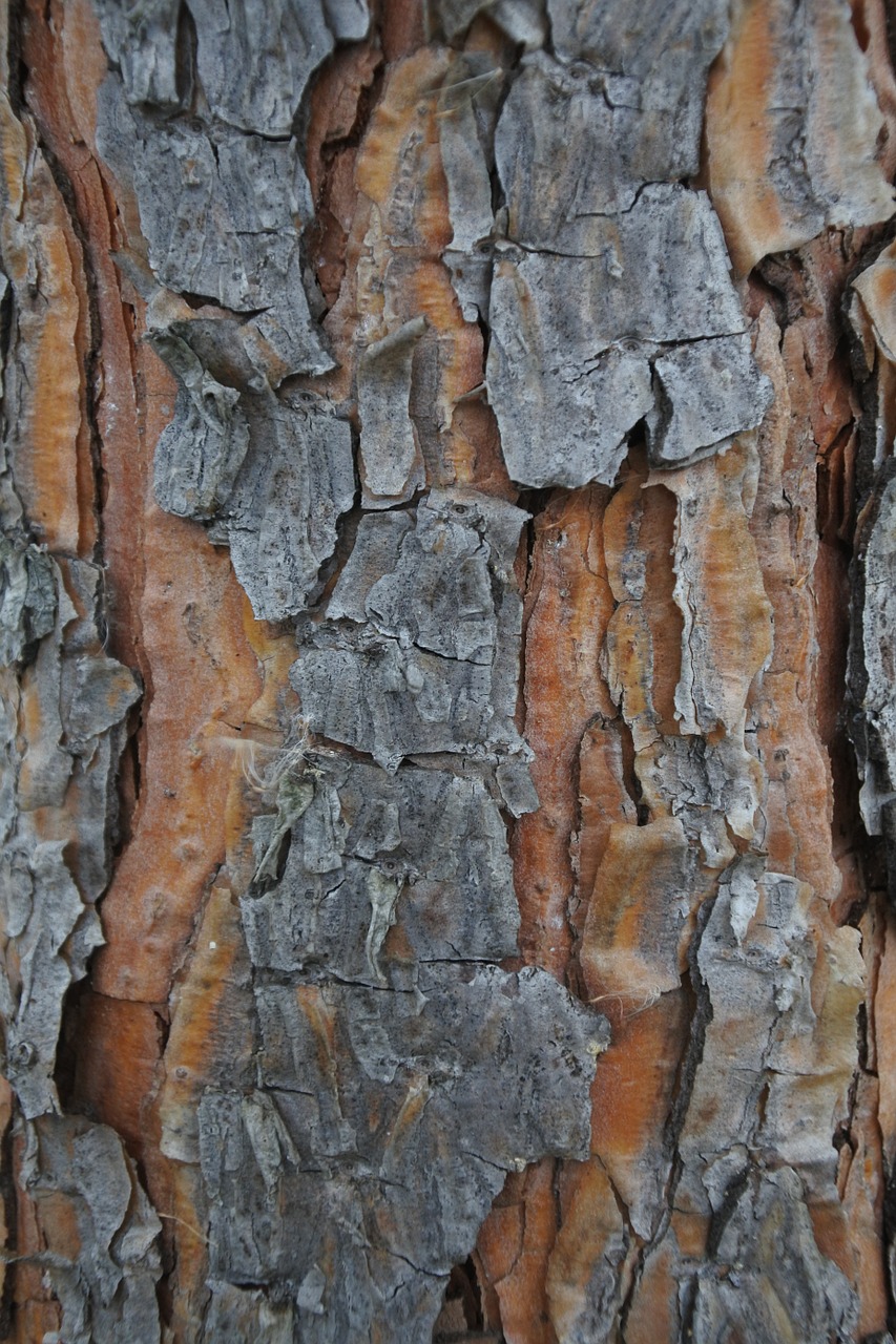 tree spruce abies free photo
