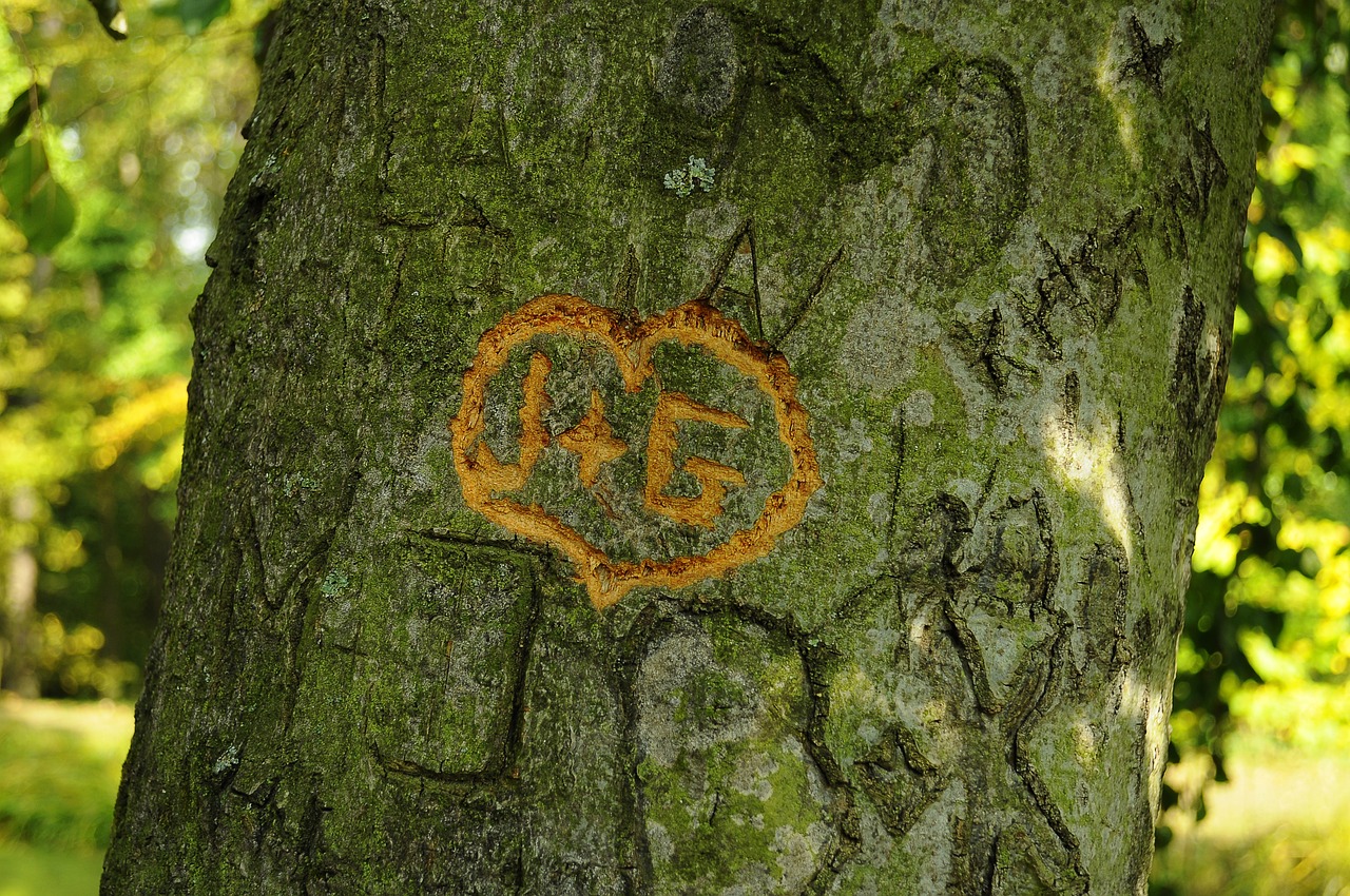 tree sign heart free photo