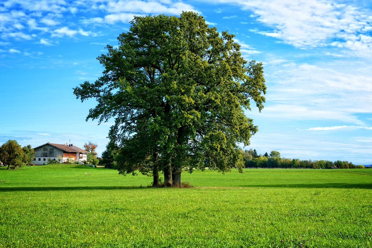 tree individually landscape free photo