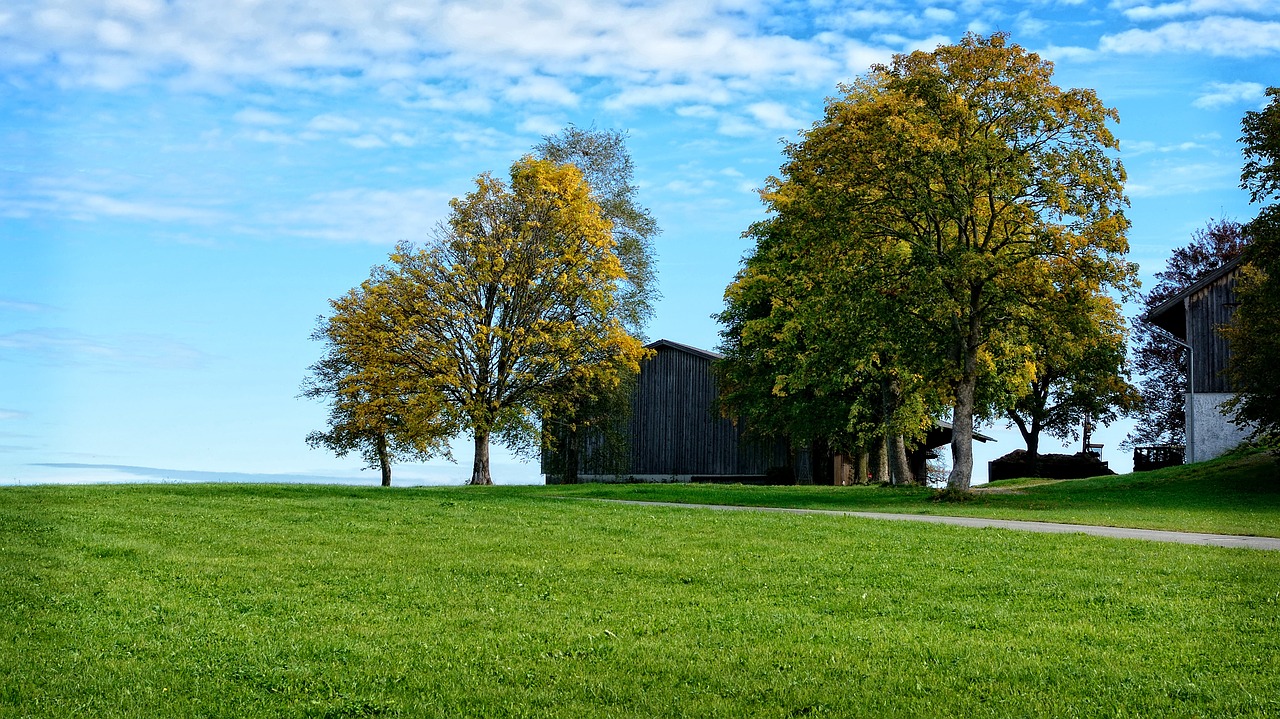 tree individually landscape free photo