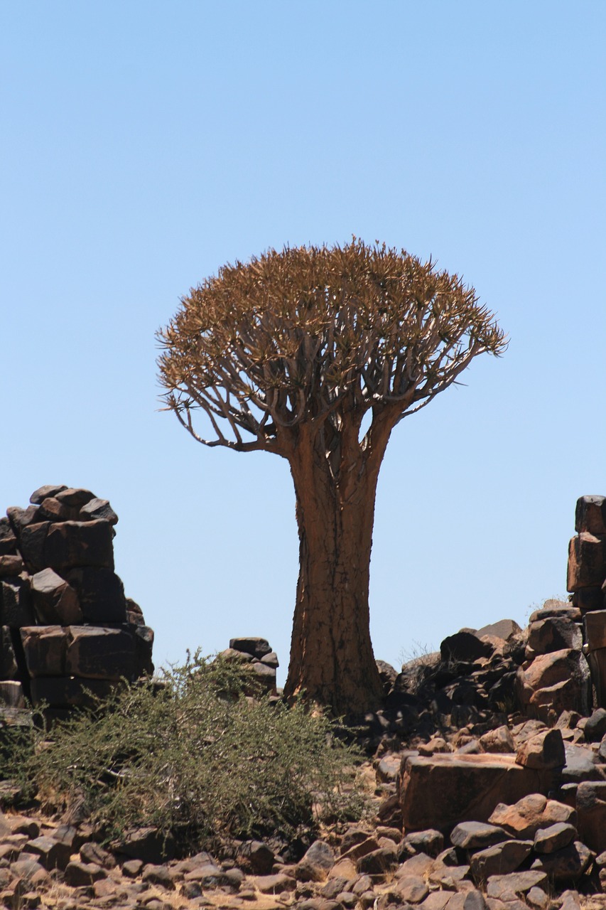 tree namibia landscape free photo