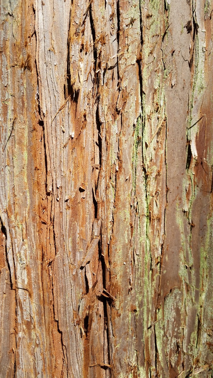 tree the bark texture free photo