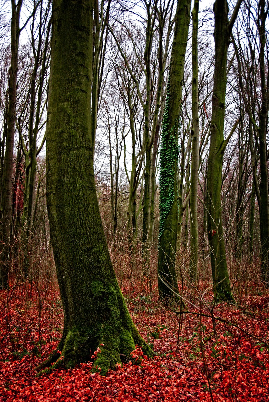 tree forest weird free photo