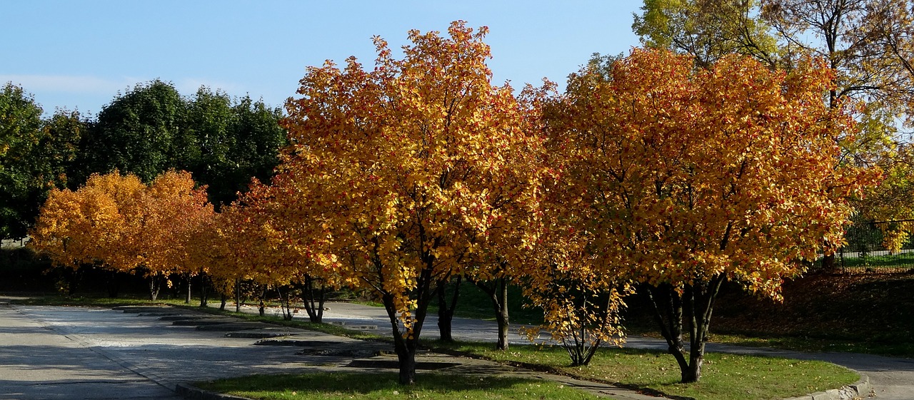 tree autumn october free photo