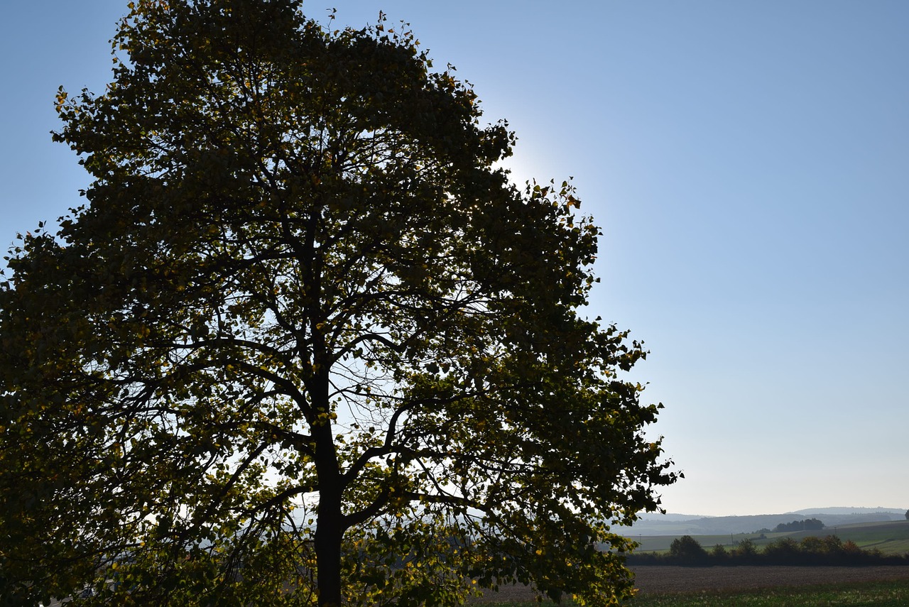 tree nature sky free photo