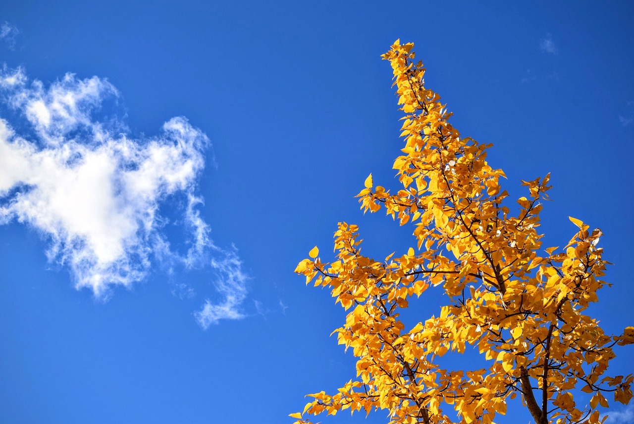 tree foliage yellow free photo