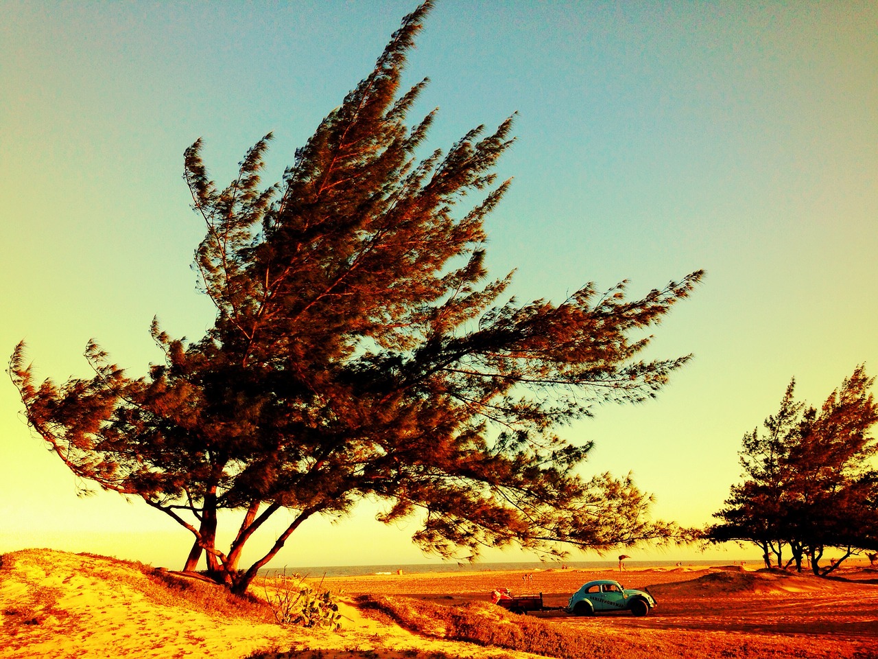 tree landscape car free photo