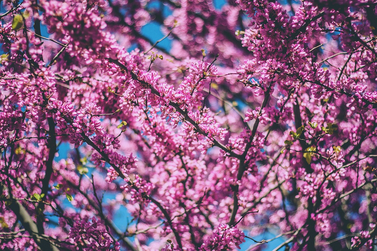 tree blooming pink free photo