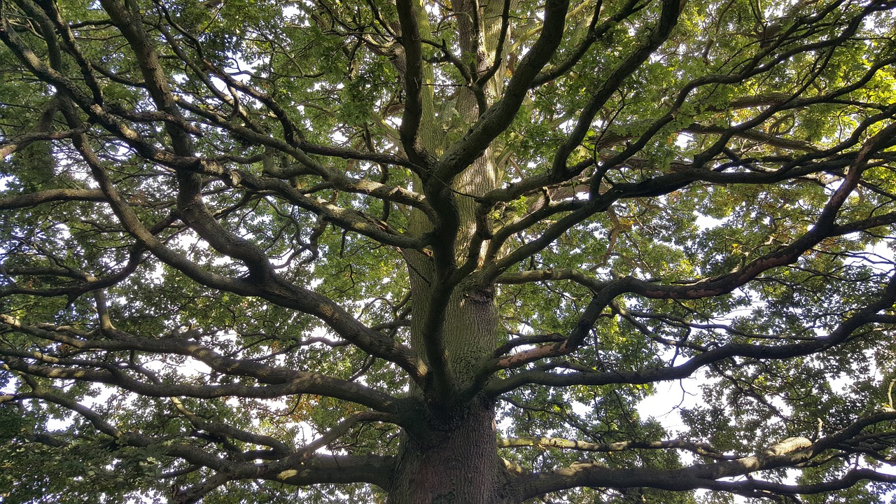 tree climbing childhood free photo