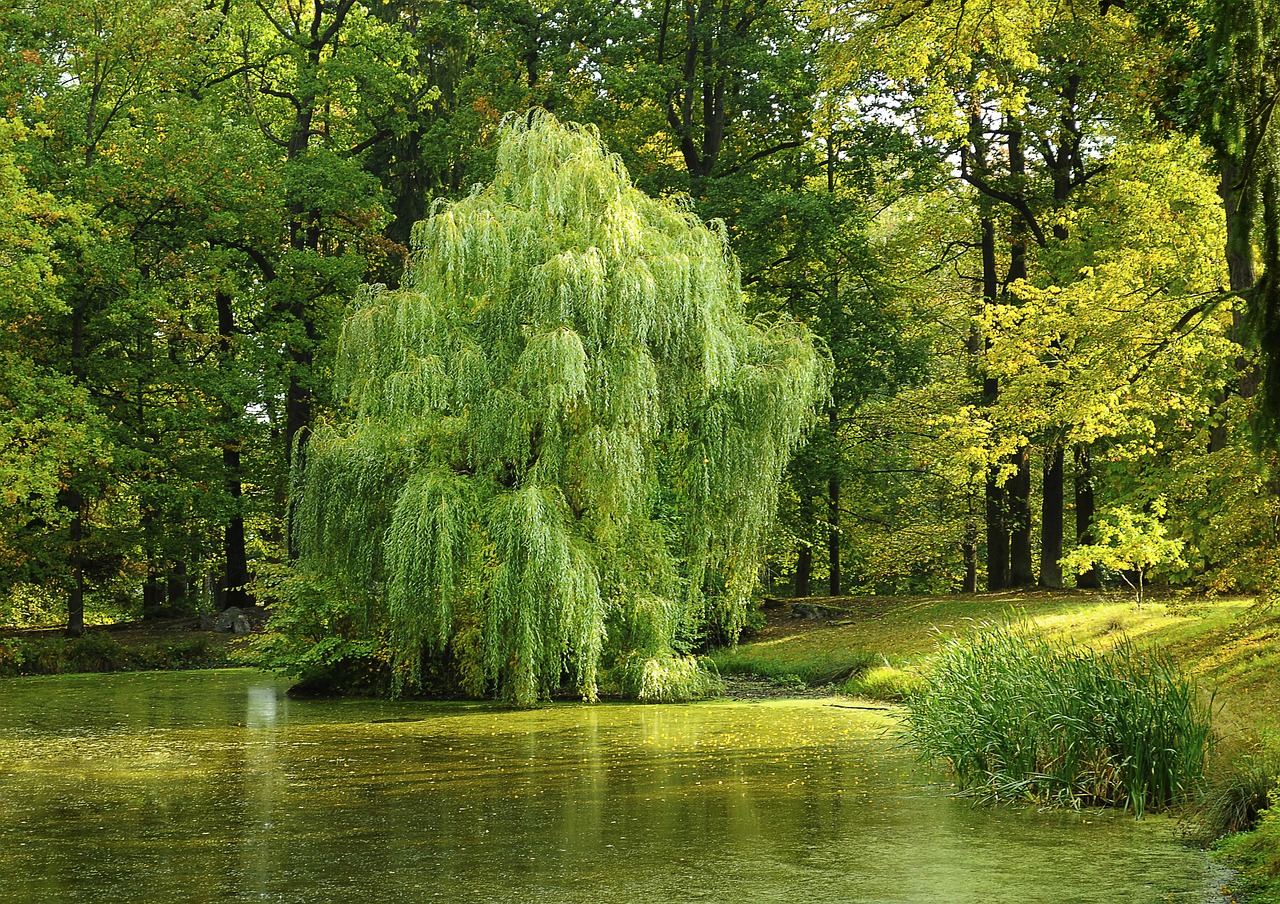 tree pond willow free photo