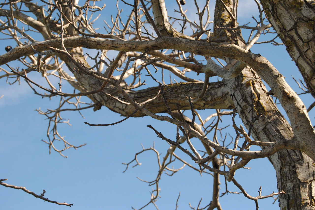 tree nature trunk free photo