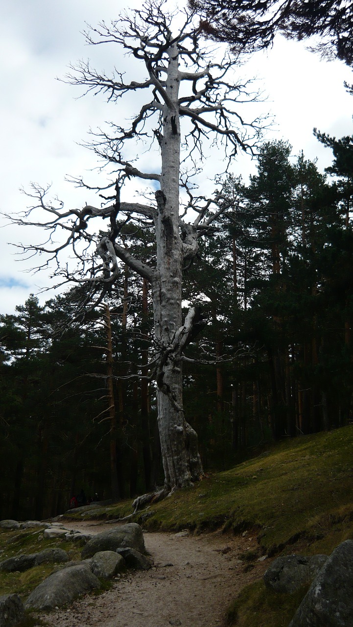 tree white nature free photo