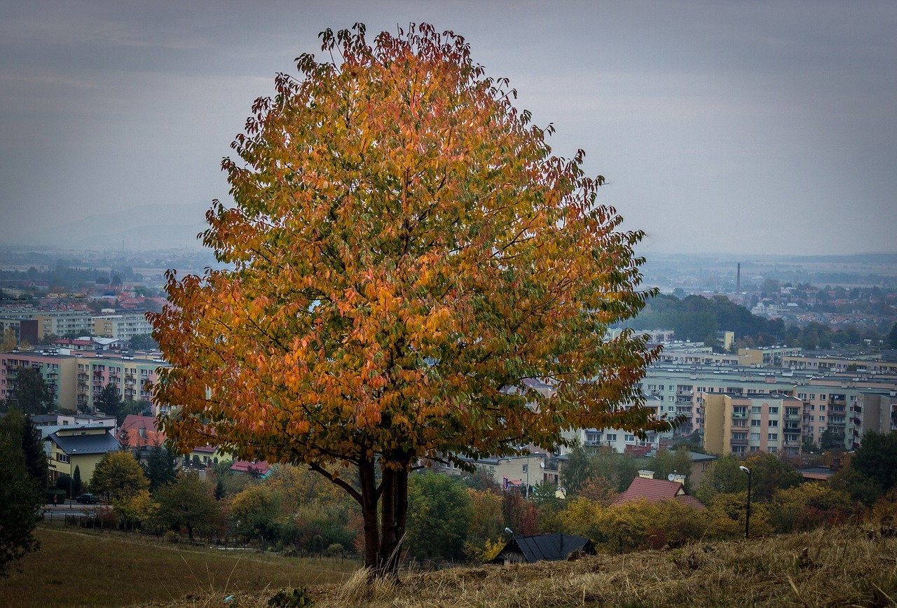 tree fall color free photo