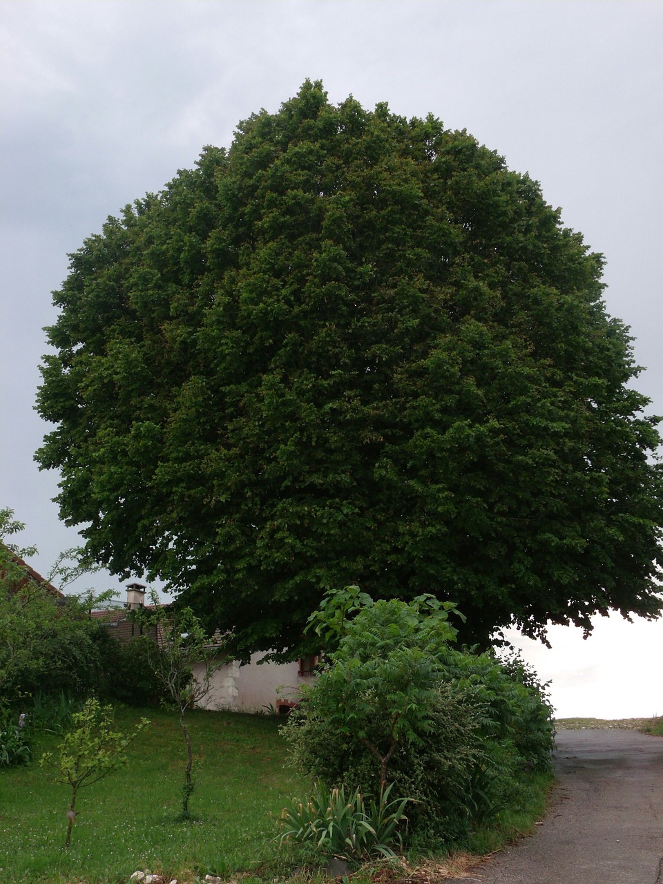 tree linden landscape free photo