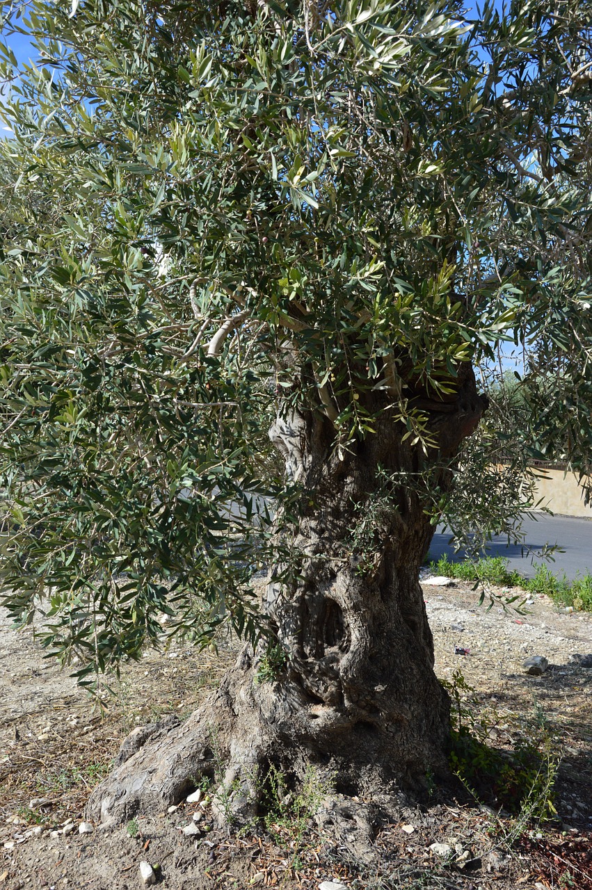 tree olive nature free photo