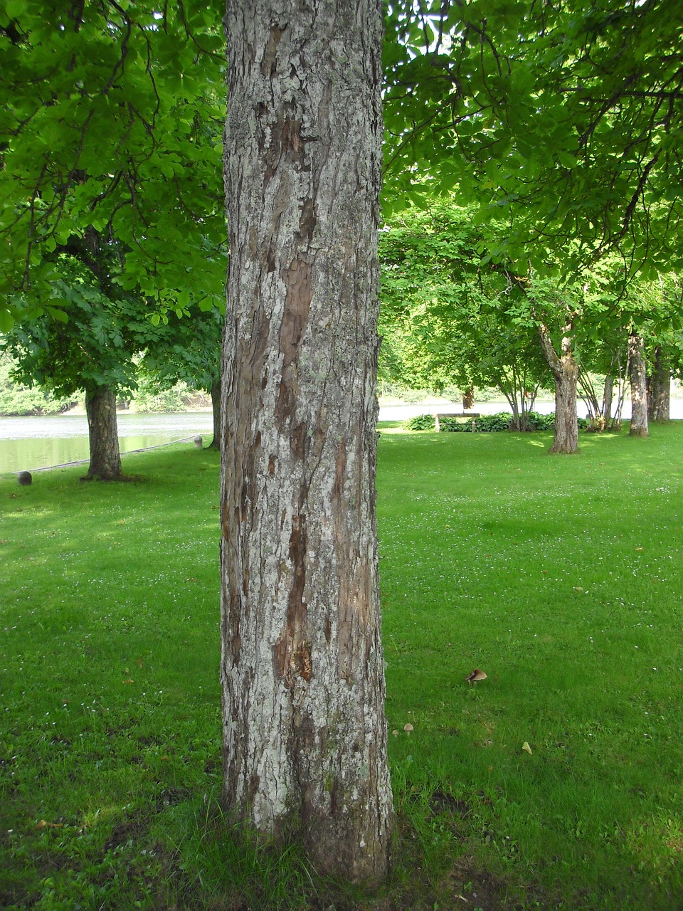 tree green leaf free photo