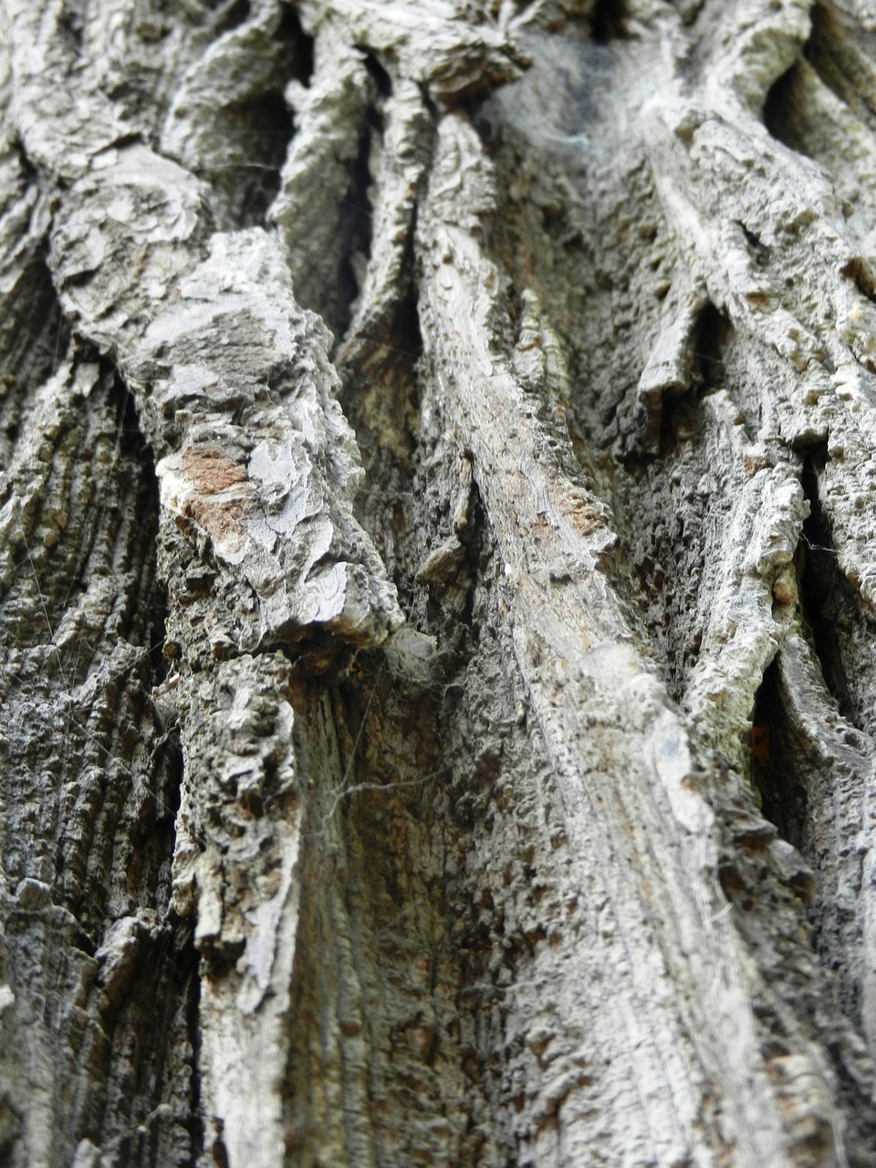 tree konar texture free photo