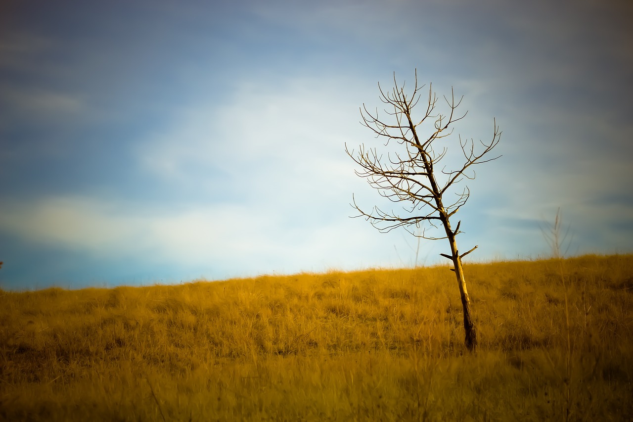 tree plains grass free photo