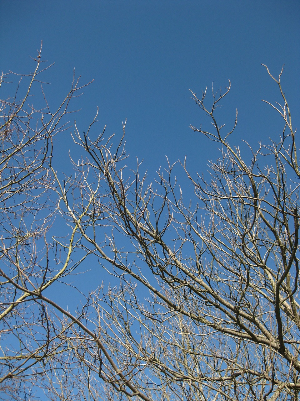 tree nature branches free photo