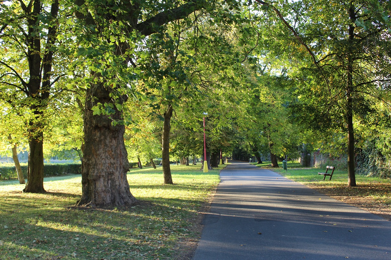 parking walk trees free photo