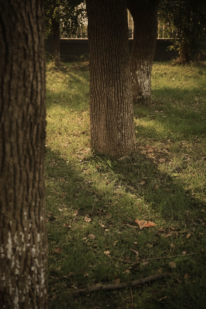 tree light and shadow the scenery free photo