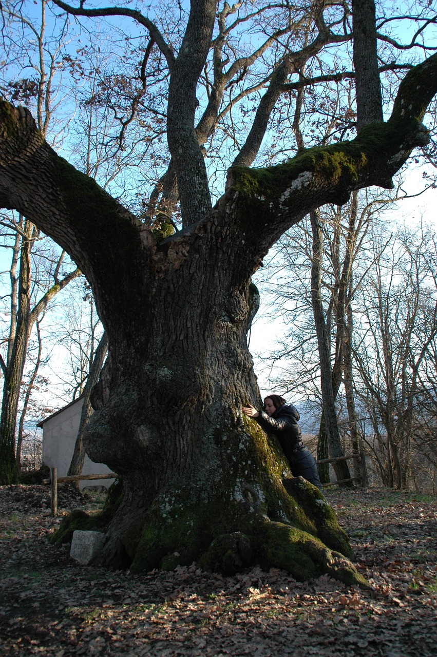 tree oak branches free photo