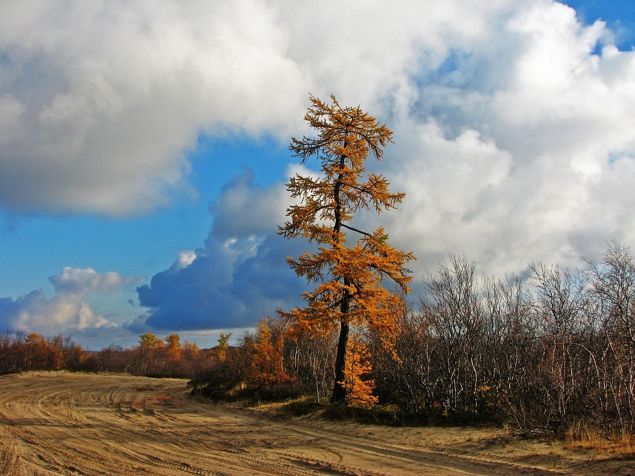 tree autumn pine free photo